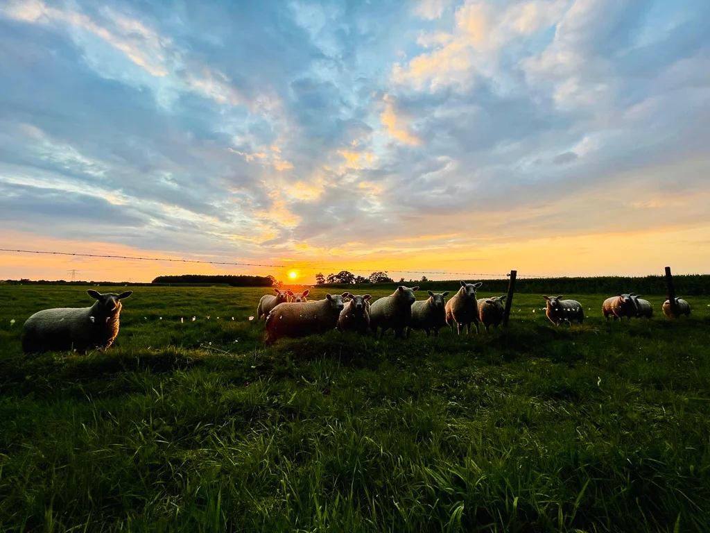 Schapen - Buitenplaats Ureterp